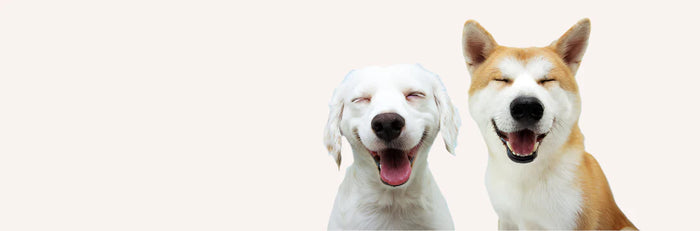 <h2>Image with banners</h2>