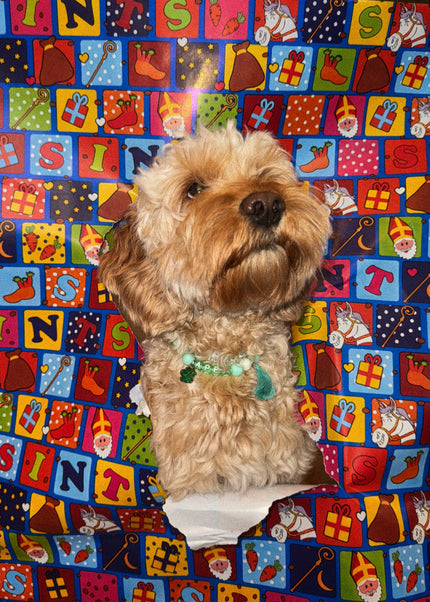 Ready voor Sinterklaas