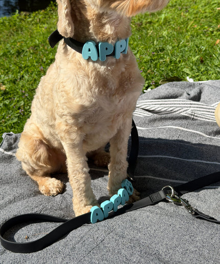 Collier imperméable personnalisé