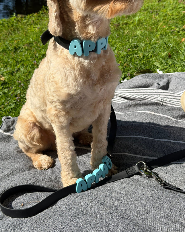 Collier imperméable personnalisé