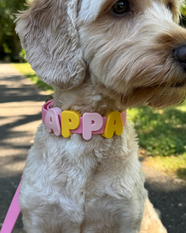 Collier imperméable personnalisé
